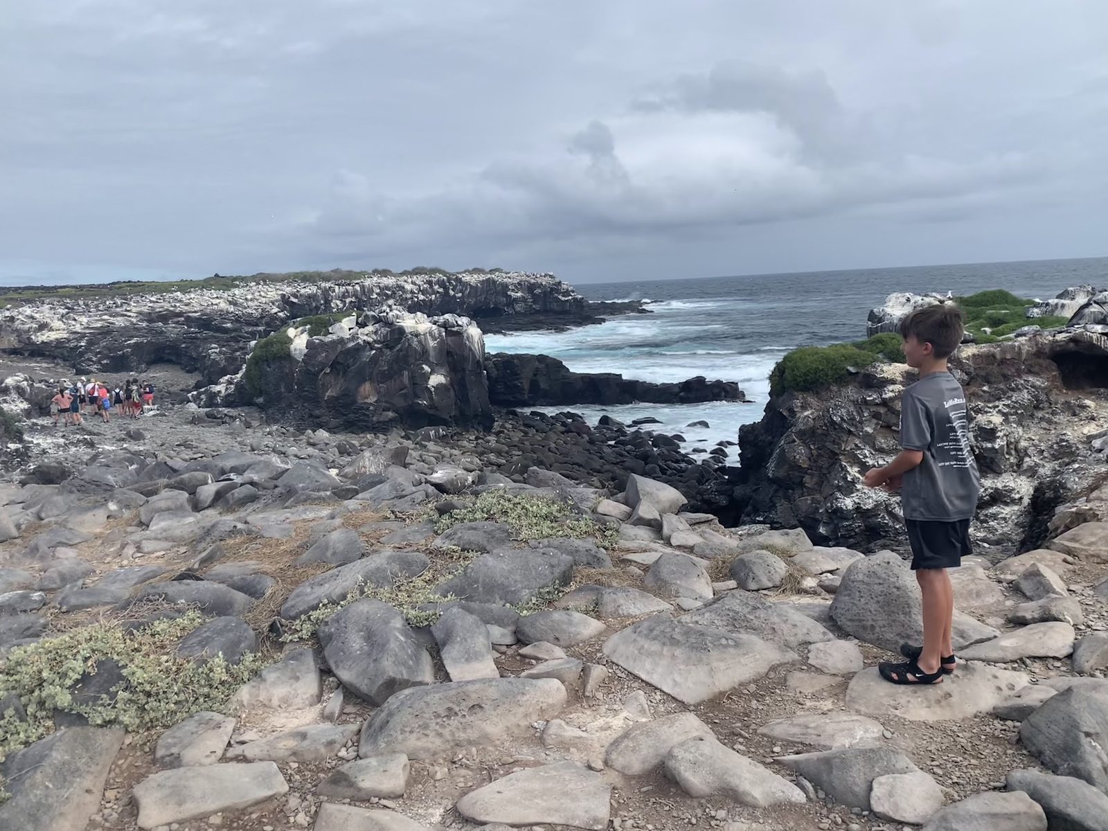 Lucca on the black volcanic rocks, Galápagos